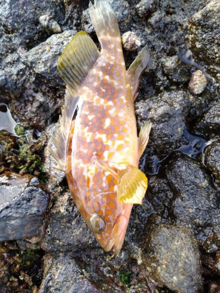 ロックフィッシュ！