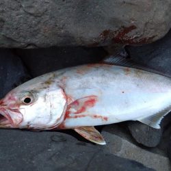 仕事帰りのちょい釣りでネリゴ！