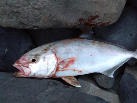 仕事帰りのちょい釣りでネリゴ！