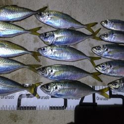 水軒　カゴ釣り