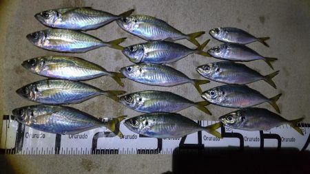 水軒　カゴ釣り