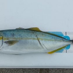 のませでハマチ