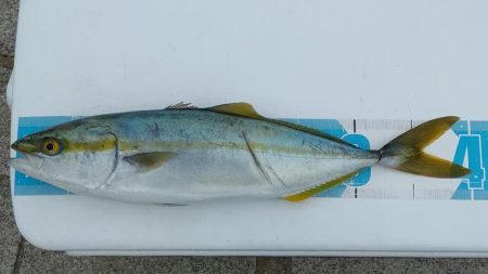 のませでハマチ