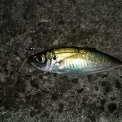 太刀魚は予定数釣れたのでアジングに!