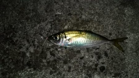 太刀魚は予定数釣れたのでアジングに!