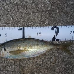 前回ラインを切られたのでPE0.4巻いて来ました。