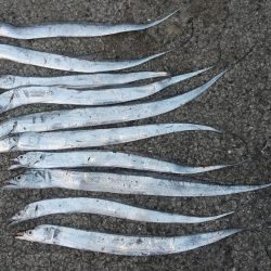 アジングでも太刀魚が〜!