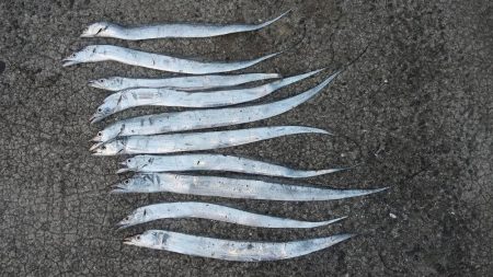 アジングでも太刀魚が〜!