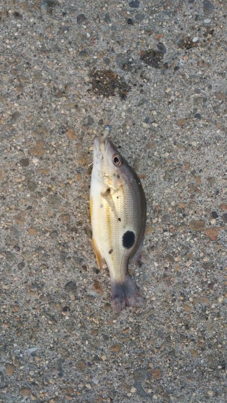 爆風の中の釣り1