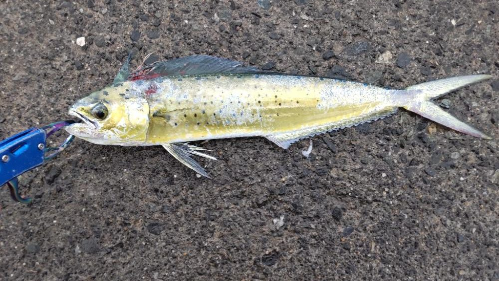 秋ハイシーズン、残念！