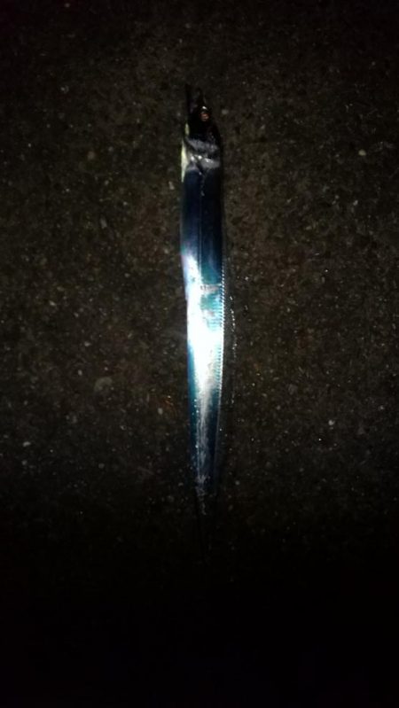 ミカンの美味しい季節になりました。