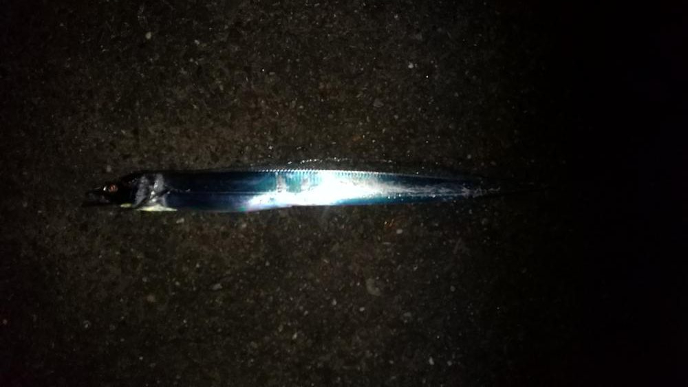 コブダイエ釣り