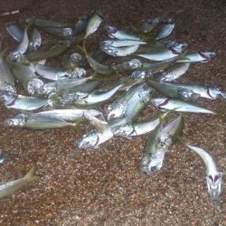 アジ大漁 珍しいゲストも