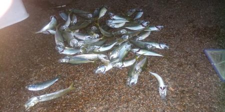 アジ大漁 珍しいゲストも