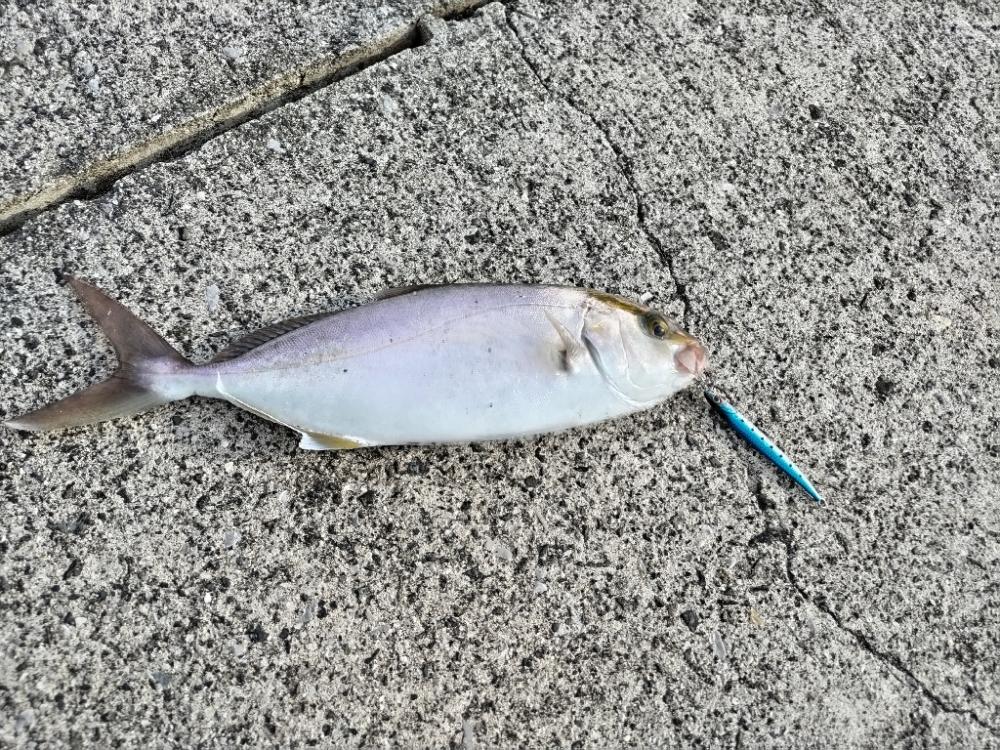 久々のネイゴ！釣れました。