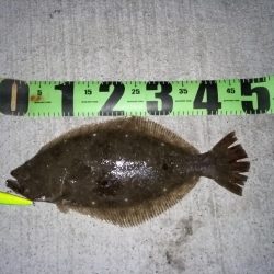 ヒラメが釣れました!