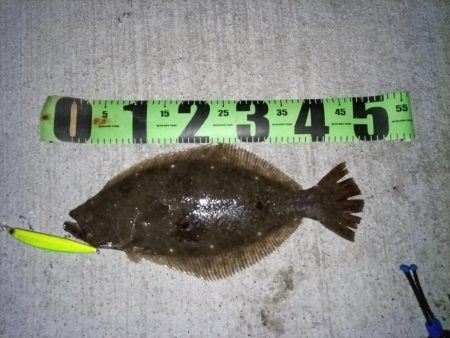 ヒラメが釣れました!