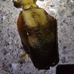 まだ、居ました。