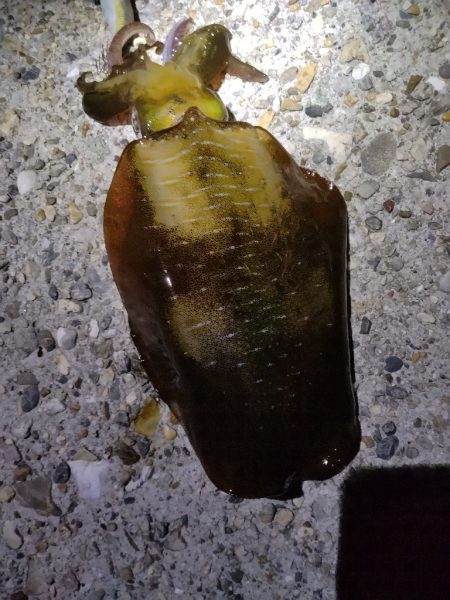 まだ、居ました。