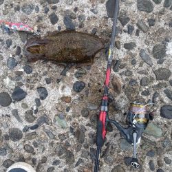 学生時代ぶりのエギングでアオリゲット