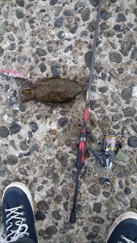 学生時代ぶりのエギングでアオリゲット