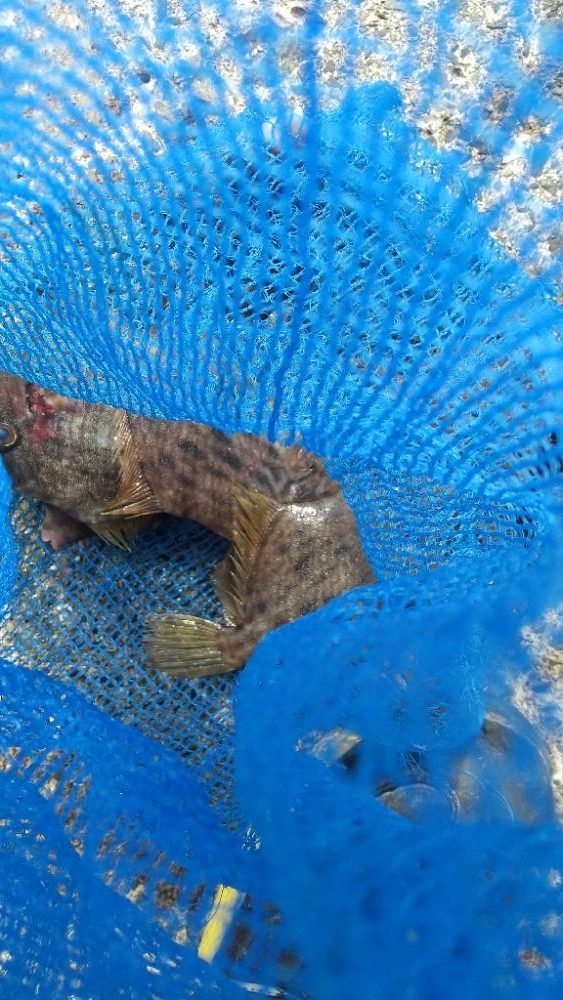 カワハギ釣りも面白い