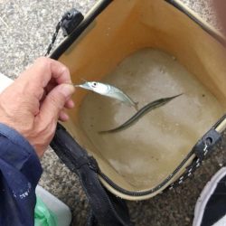 ペンシルサヨリ