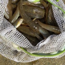 淀川ハゼ最盛期