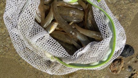 淀川ハゼ最盛期