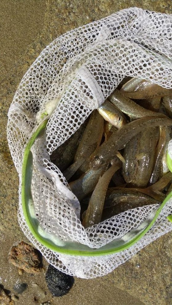 淀川ハゼ最盛期