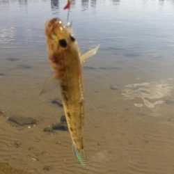 淀川ハゼ～小さいけど…