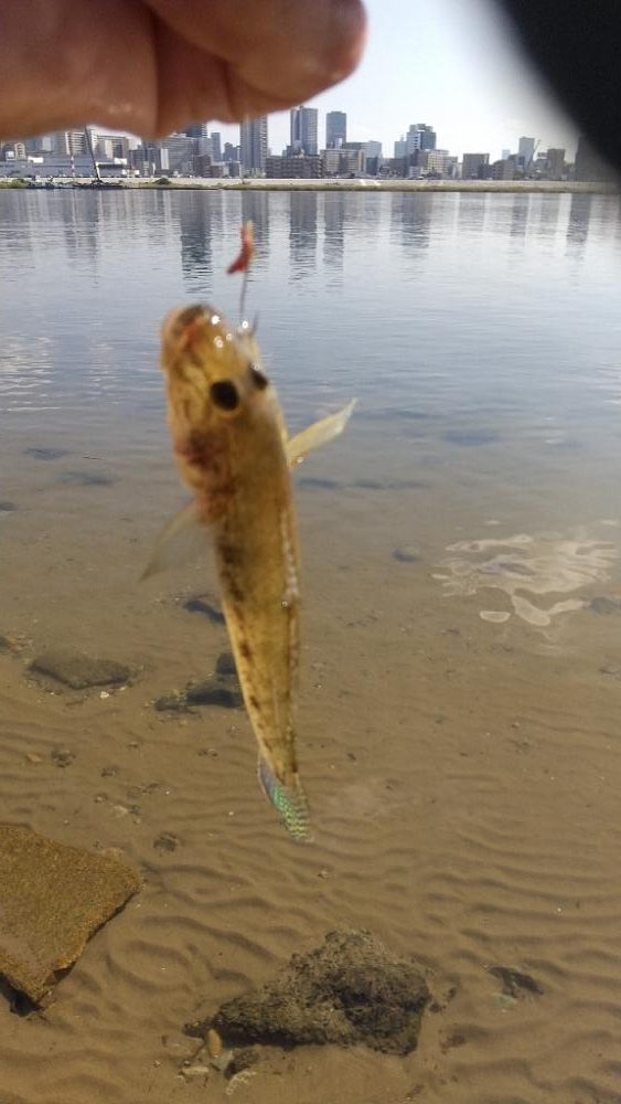 淀川ハゼ～小さいけど…