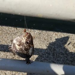 大阪港リベンジ