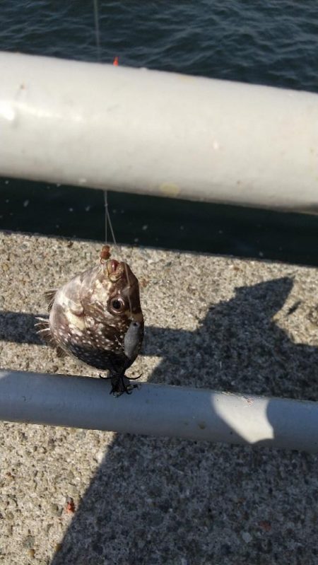 大阪港リベンジ