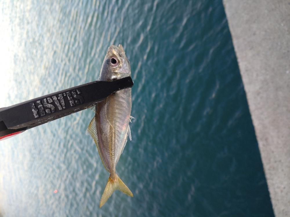 雑賀崎釣行
