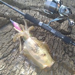 荒れ磯エギング