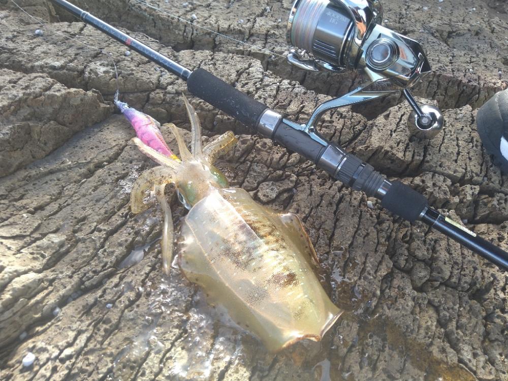 荒れ磯エギング