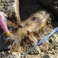 久しぶりのエギング日和