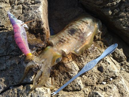 久しぶりのエギング日和