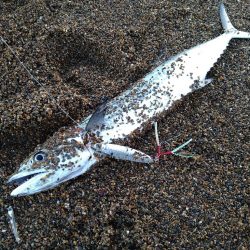 ライトショアジギングで牙ゲット