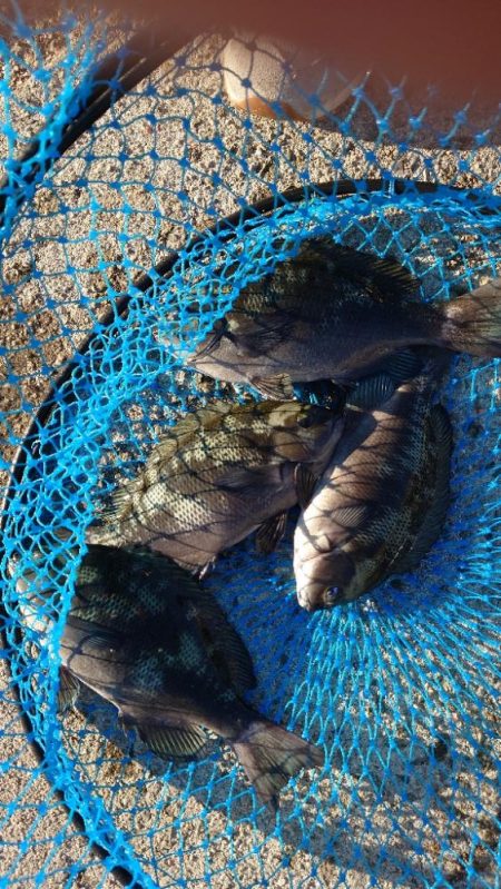 久しぶりに翼港