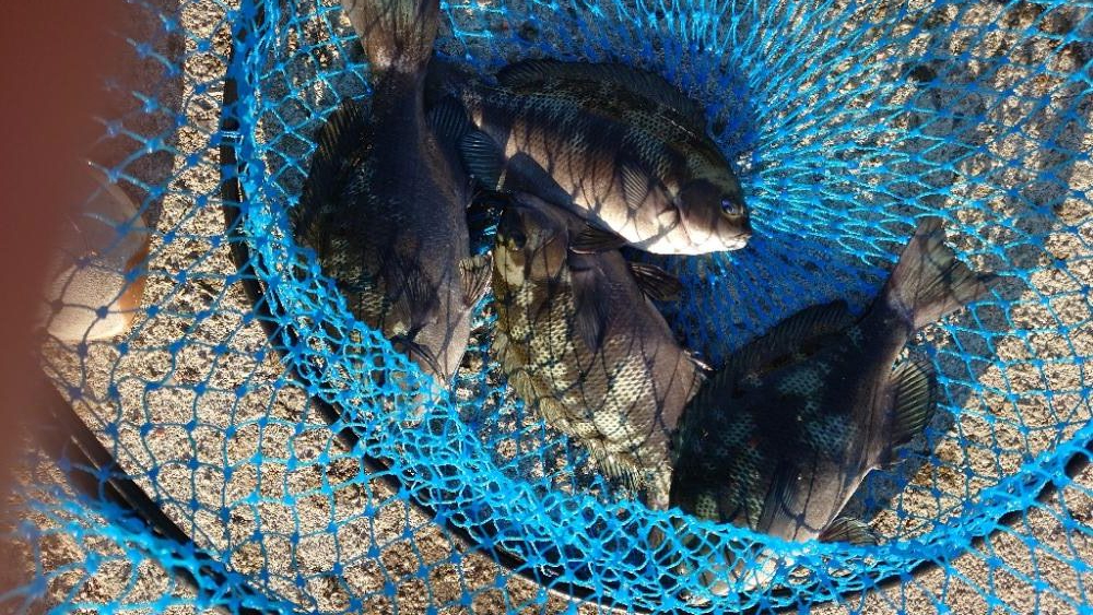 久しぶりに翼港