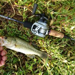 ライトリグで数釣り