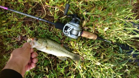 ライトリグで数釣り