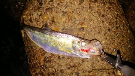 タ、ターポン！？