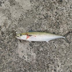 二度目のサゴシ