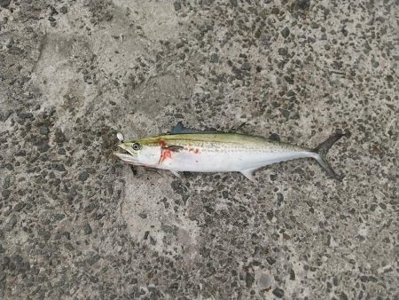 二度目のサゴシ