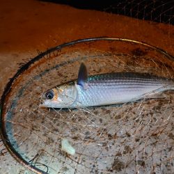 アジングでボラ