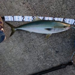 久しぶりのメジロ