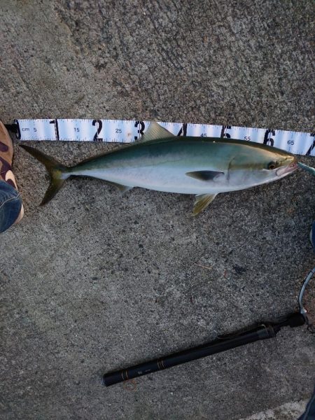 久しぶりのメジロ